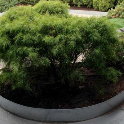 FormBoss Zam, Garden Edge