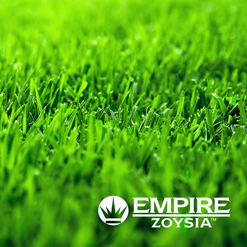 Empire Zoysia Turf Grass Western Landscape Supplies WLS