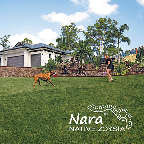 Nara Native Zoysia Western Landscape Supplies WLS