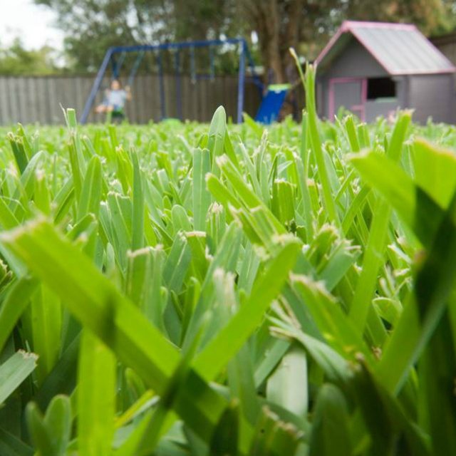 Turf Sir Walter Buffalo Western Landscape Supplies Wls