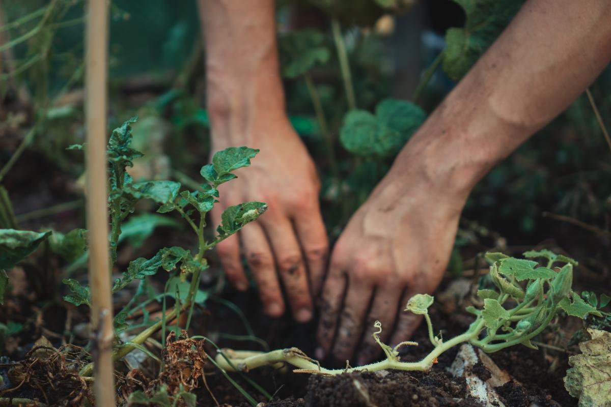 Check the health of your soil