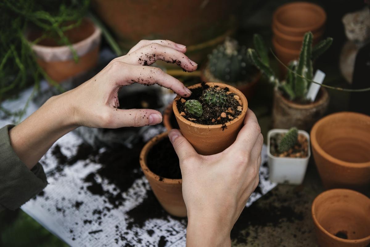 WLS - Gardening Tips